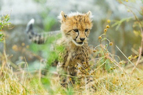 Cheetah (Acinonyx jubatus) youngster standing on a meadow, captive, occurrence Africa