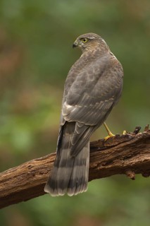 Eurasian Sparrowhawk (Accipiter nisus), Utrecht, Netherlands