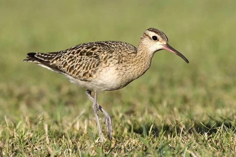 Little Curlew (Numenius minutus), Western Australia, Australia