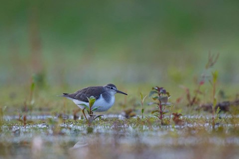 Common Sandpiper (Actitis hypoleucos) foraging, North Rhine-Westphalia, Germany