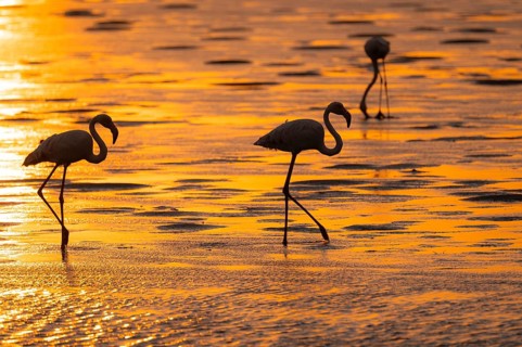 Pink flamingo (Phoenicopterus roseus) against the light, sunset, lagoon at Walfish Bay, Erongo,