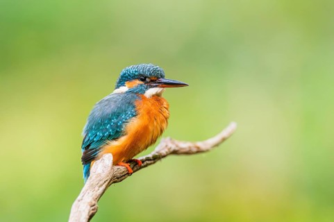 Common kingfisher (Alcedo atthis) sitting on an old wooden branch in late summer, wildife, Bavaria,