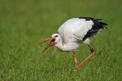 White Stork (Ciconia ciconia) foraging, North Rhine-Westphalia, Germany