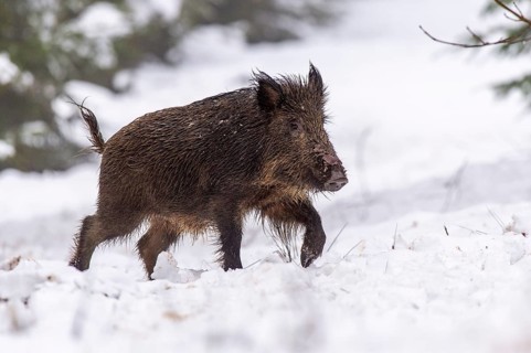 Wild boar (Sus scrofa) in the snow, Melle, Lower Saxony, Germany