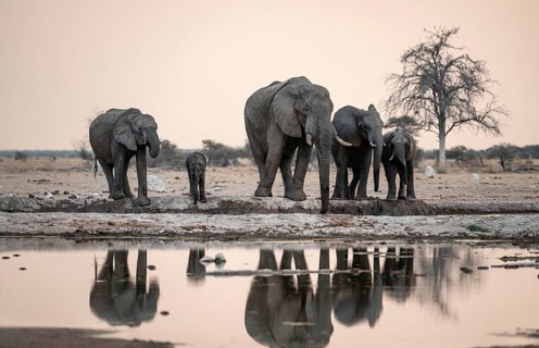 Animal family with baby elephant, African elephants (Loxodonta africana), drinking at the