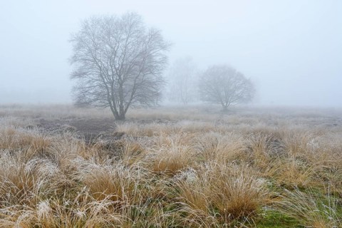 Birches in winter Rehdener Geestmoor in fog, Diepholzer Moorniederung, Rehden, Lower Saxony,
