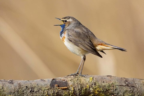 Bluethroat (Luscinia svecica cyanecula) ml Germany