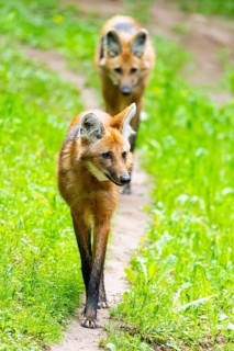 Maned wolf (Chrysocyon brachyurus) walking around, Germany