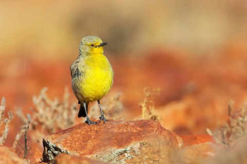 Gibberbird (Ashbyia lovensis) perched on stony ground, South Australia, Australia
