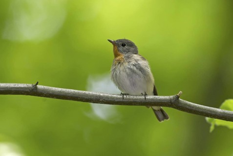 Red-breasted Flycatcher (Ficedula parva), Mecklenburg-Western Pomerania, Germany