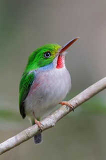 Cuban Tody (Todus multicolor) perched on a branch in Cuba