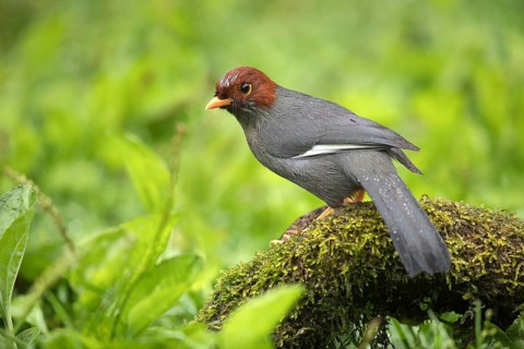 Chestnut-hooded Laughingthrush (Garrulax treacheri) perched on mossy ground, Sabah, Malaysia