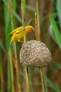 A gold weaver building a nest, iSimangaliso Wetland Park, St Lucia, KwaZulu-Natal, South Africa