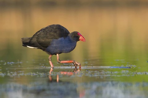 Australasian Swamphen (Porphyrio melanotus melanotus), Victoria, Australia