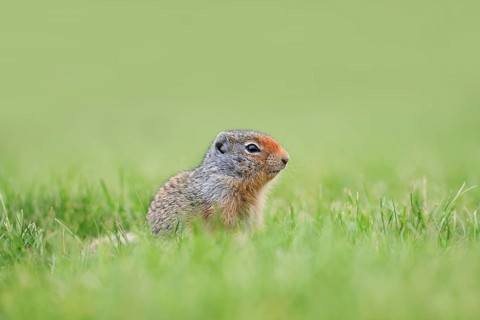 Columbia ground squirrel (Urocitellus columbianus, Spermophilus columbianus), juvenile, Waterton