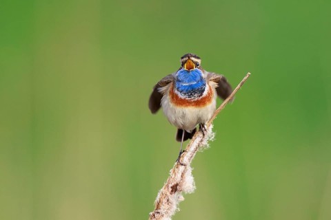Bluethroat (Luscinia svecica cyanecula) male singing from cattail, Netherlands