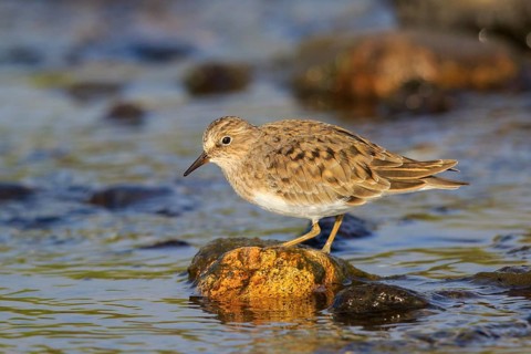 Temminck's Stint (Calidris temminckii), Greece