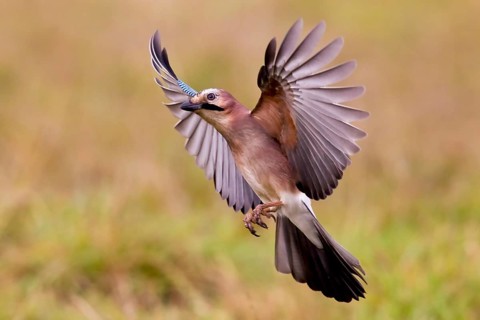 Eurasian jay (Garrulus glandarius) Germany