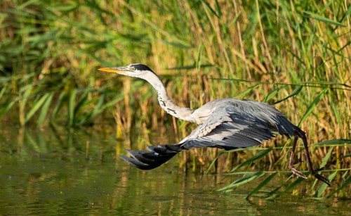 Grey heron (Ardea cinerea) flying over a lake, Lower Saxony, Germany