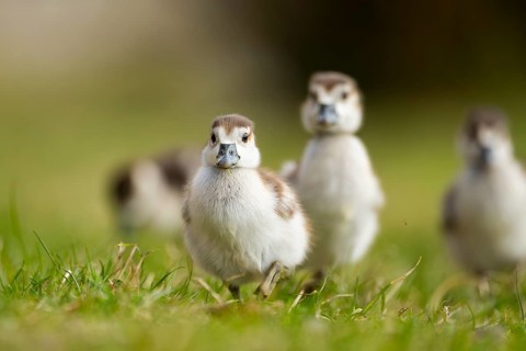 Egyptian goose (Alopochen aegyptiaca) cute chicks on a meadow at the shore of a lake, Bavaria,