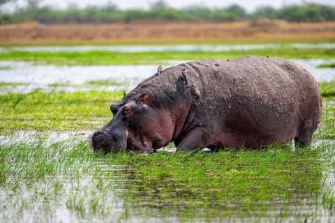 Hippopotamus (Hippopatamus amphibius), grazing in the shallow water of a lake, Okavango Delta,