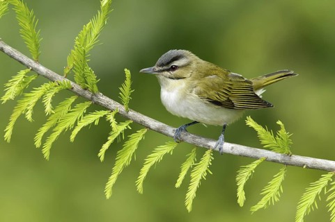 Black-whiskered Vireo (Vireo altiloquus), Texas, USA