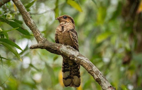 Large-tailed nightjar (Caprimulgus macrurus) on a tree branch, sreepur, Gazipur, bangladesh