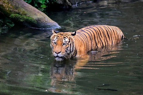 Malaysia tiger (Panthera tigris jacksoni), adult, in water, alert, Malaysia, Southeast Asia