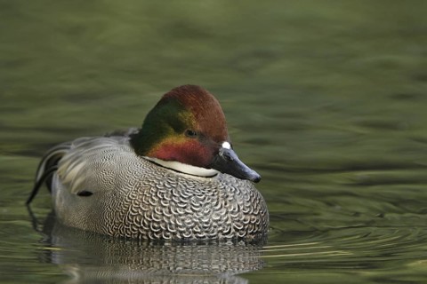 Falcated Duck (Mareca falcata) male, California, USA