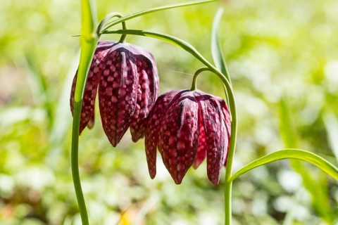 Snake's Head Fritillary (Fritillaria meleagris) in bloom, Dresden, Saxony, Germany