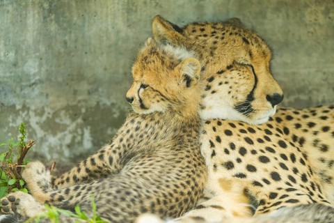 Cheetah (Acinonyx jubatus) mother with her youngster, captive, occurrence Africa
