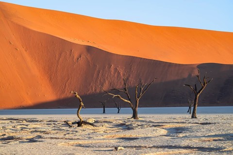Dead camel thorn trees (Vachellia erioloba), red sand dunes, white salt pan, Dead Vlei, Sossusvlei,