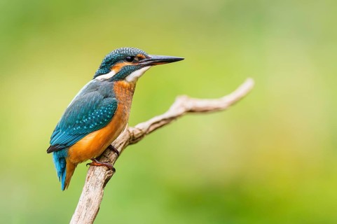 Common kingfisher (Alcedo atthis) sitting on an old wooden branch in late summer, wildife, Bavaria,
