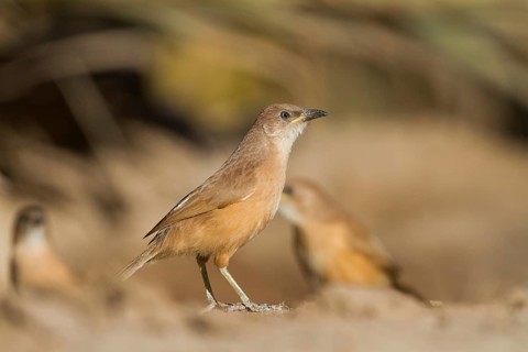 Fulvous Babbler - Akaziendrossling - Argya fulva ssp. maroccana, Morocco