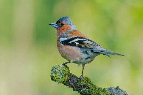 Common Chaffinch (Fringilla coelebs) male perched on a branch, Lower Saxony, Germany