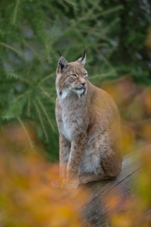 One Eurasian lynx, (Lynx lynx), sitting on fallen dead tree with a green natural background and