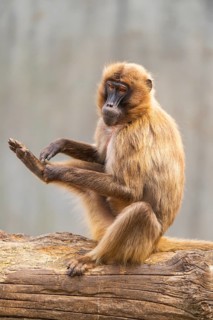 Gelada (Theropithecus gelada) sitting on an old tree trunk, captive, Germany