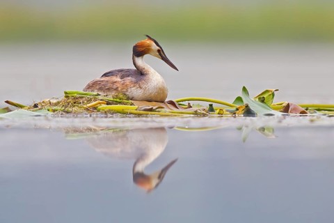 Great Crested Grebe (Podiceps cristatus) on nest, Bavaria, Germany