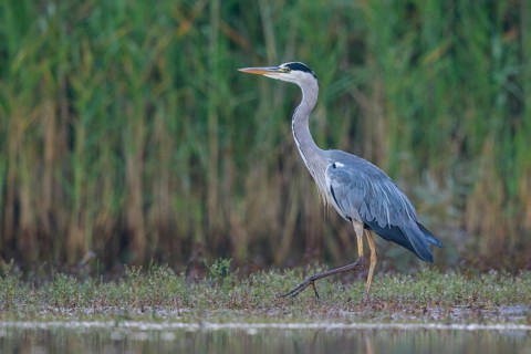 Grey Heron (Ardea cinerea) foraging, North Rhine-Westphalia, Germany