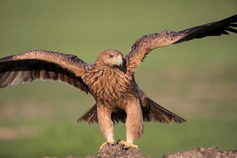 Juvenile Iberian Eagle (Aquila adalberti), Spanish imperial eagle, Extremadura, Castilla La Mancha,