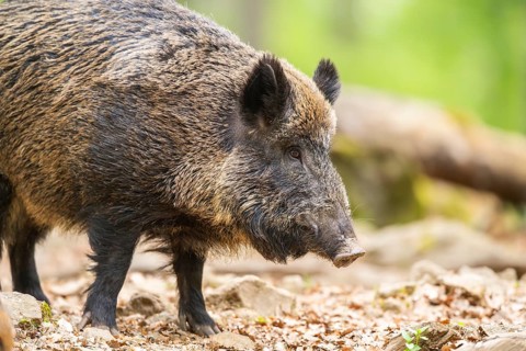 Wild boar (Sus scrofa) standing in a forest, Bavaria, Germany