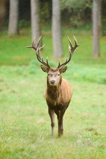 Red deer (Cervus elaphus) stag walking on a meadow, Bavaria, Germany
