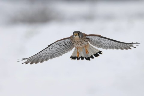 Kestrel (Falco tinnunculus) in the snow, Bitburg, Rhineland-Palatinate, Germany