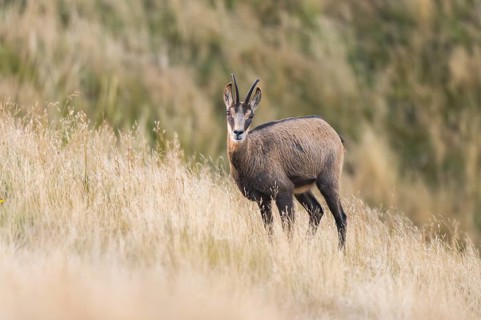 Chamois (Rupicapra rupicapra) on a meadow in the Vosges Mountains, wildlife, France