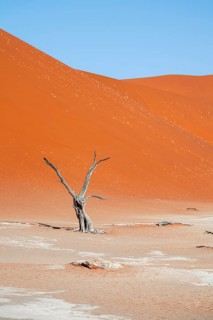 Dead camel thorn trees (Vachellia erioloba), red sand dunes, white salt pan, Dead Vlei, Sossusvlei,