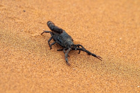 Black scorpion (Parabuthus villosus) running across sand, Namib Desert near Swakopmund, Namibia