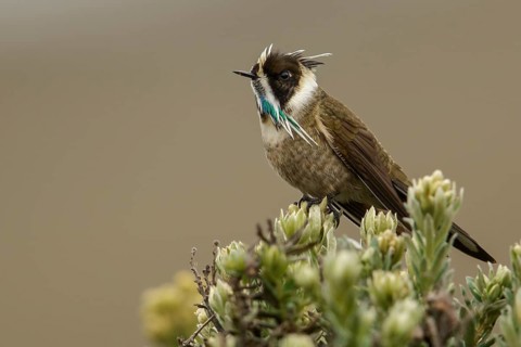 Green-bearded Helmetcrest (Oxypogon guerinii) perched on a branch in the Andes mountains in