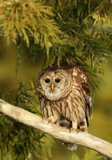 Barred Owl (Strix varia) perched on a branch, Florida, USA