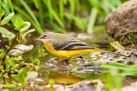 Grey Wagtail (Motacilla cinerea) hunting at a little lake in a swamp, wildlife, Germany
