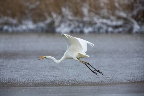 Great White Egret (Egretta alba) Germany
